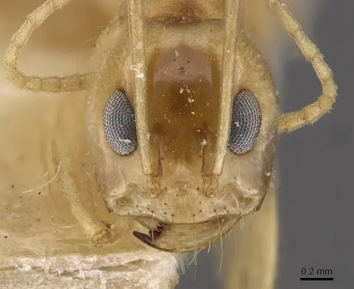 Dorymyrmex ensifer specimen CASENT0909727 image casent0909727_2