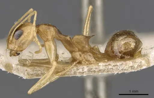 Dorymyrmex ensifer specimen CASENT0909727 image casent0909727_3