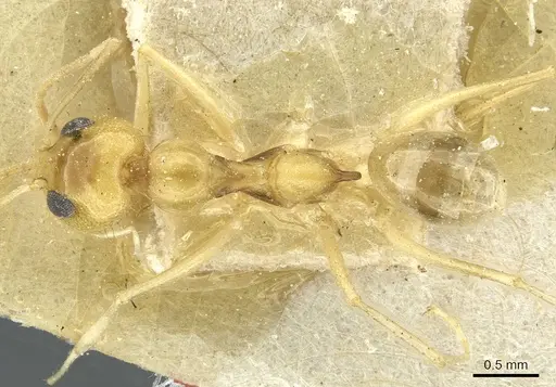 Dorymyrmex ensifer specimen CASENT0911538 image casent0911538_1