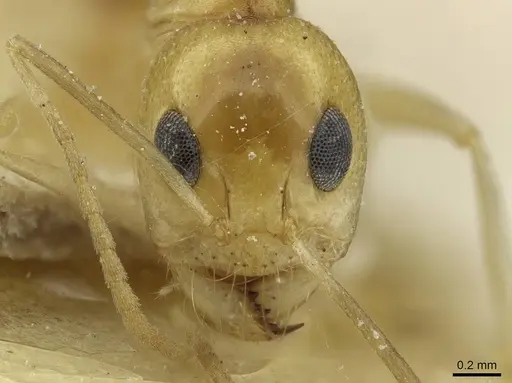 Dorymyrmex ensifer specimen CASENT0911538 image casent0911538_2