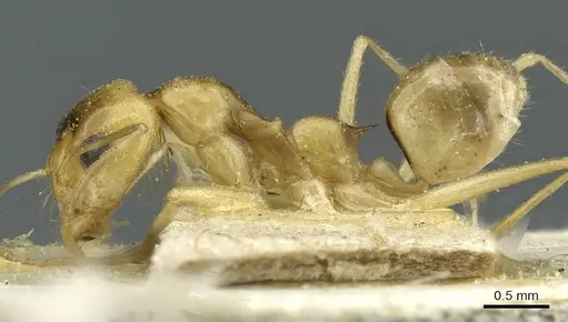 Dorymyrmex ensifer specimen CASENT0911538 image casent0911538_3