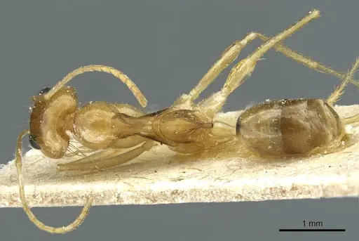 Dorymyrmex ensifer specimen CASENT0911539 image casent0911539_1