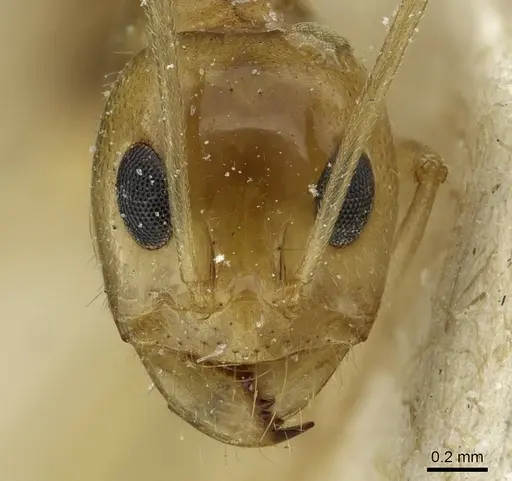 Dorymyrmex ensifer specimen CASENT0911539 image casent0911539_2
