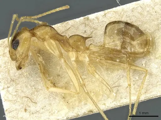 Dorymyrmex ensifer specimen CASENT0911539 image casent0911539_3