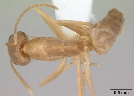 Dorymyrmex exsanguis specimen CASENT0173847 image casent0173847_1