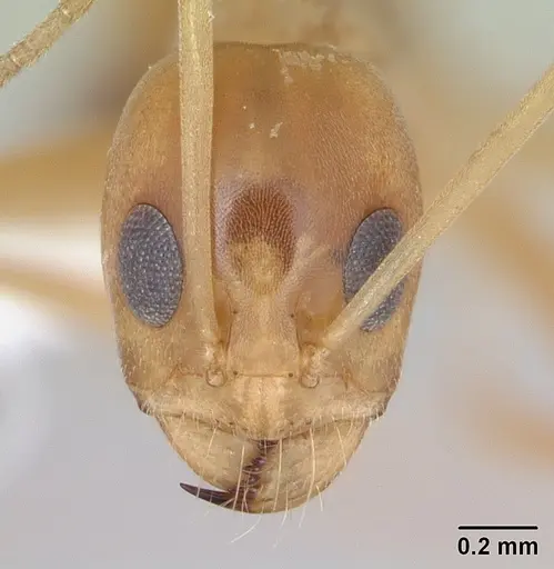Dorymyrmex exsanguis specimen CASENT0173847 image casent0173847_2