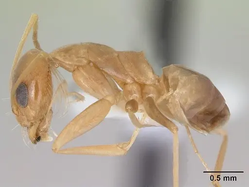 Dorymyrmex exsanguis specimen CASENT0173847 image casent0173847_3