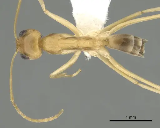 Dorymyrmex exsanguis specimen CASENT0249685 image casent0249685_1