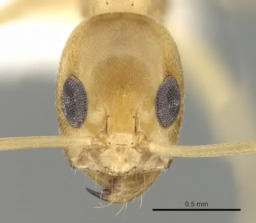 Dorymyrmex exsanguis specimen CASENT0249685 image casent0249685_2