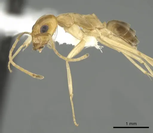 Dorymyrmex exsanguis specimen CASENT0249685 image casent0249685_3