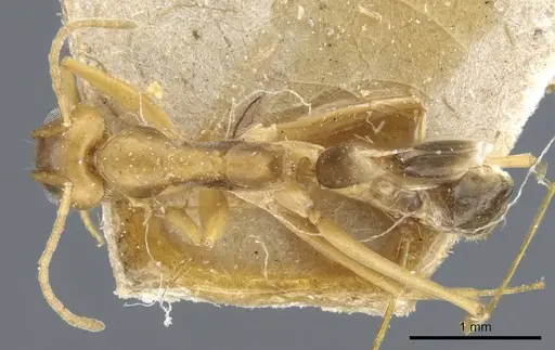 Dorymyrmex exsanguis specimen CASENT0905113 image casent0905113_1
