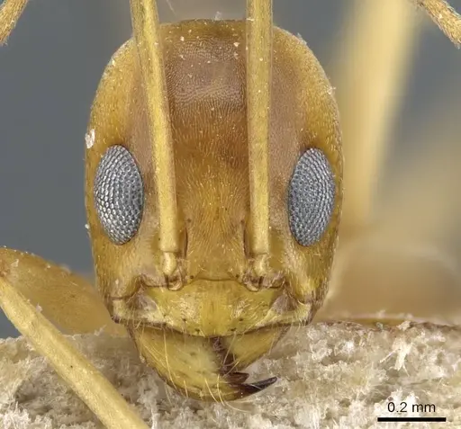 Dorymyrmex exsanguis specimen CASENT0905113 image casent0905113_2