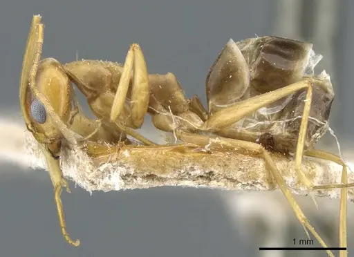 Dorymyrmex exsanguis specimen CASENT0905113 image casent0905113_3