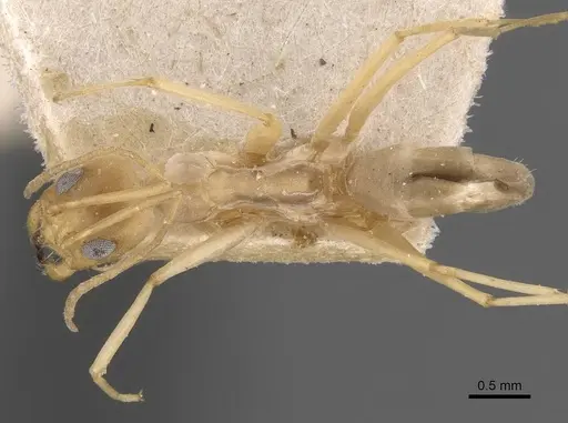 Dorymyrmex exsanguis specimen CASENT0907620 image casent0907620_1