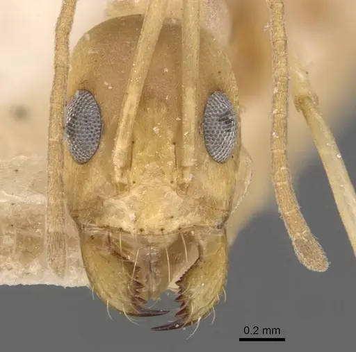 Dorymyrmex exsanguis specimen CASENT0907620 image casent0907620_2