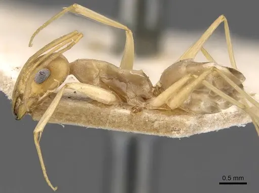 Dorymyrmex exsanguis specimen CASENT0907620 image casent0907620_3
