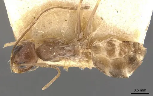 Dorymyrmex exsanguis specimen CASENT0907621 image casent0907621_1