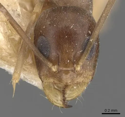 Dorymyrmex exsanguis specimen CASENT0907621 image casent0907621_2