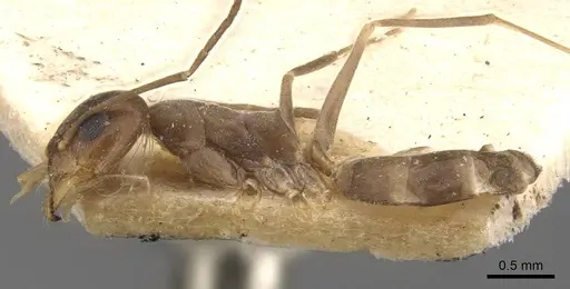 Dorymyrmex exsanguis specimen CASENT0907621 image casent0907621_3