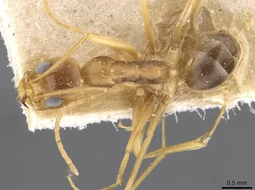 Dorymyrmex exsanguis specimen CASENT0909751 image casent0909751_1