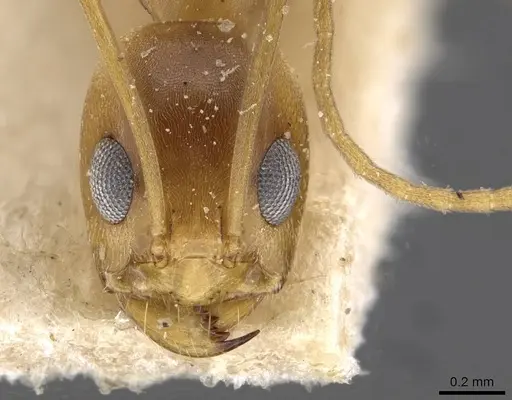 Dorymyrmex exsanguis specimen CASENT0909751 image casent0909751_2