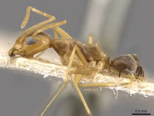 Dorymyrmex exsanguis specimen CASENT0909751 image casent0909751_3