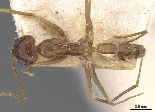 Dorymyrmex exsanguis specimen CASENT0909752 image casent0909752_1