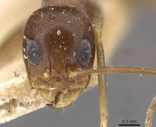 Dorymyrmex exsanguis specimen CASENT0909752 image casent0909752_2