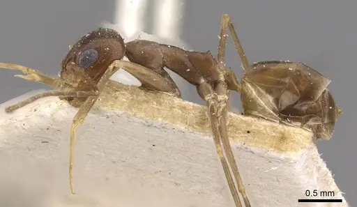 Dorymyrmex exsanguis specimen CASENT0909752 image casent0909752_3