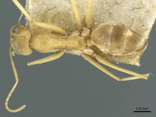 Dorymyrmex exsanguis specimen CASENT0911519 image casent0911519_1