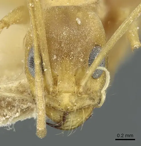 Dorymyrmex exsanguis specimen CASENT0911519 image casent0911519_2