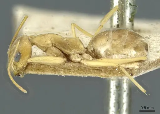 Dorymyrmex exsanguis specimen CASENT0911519 image casent0911519_3
