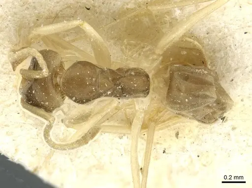 Dorymyrmex exsanguis specimen CASENT0911520 image casent0911520_1