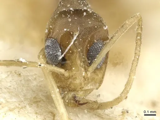 Dorymyrmex exsanguis specimen CASENT0911520 image casent0911520_2