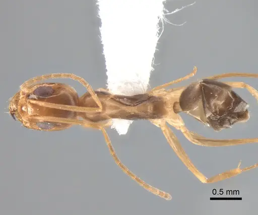 Dorymyrmex exsanguis specimen DZUP517940 image dzup517940_1