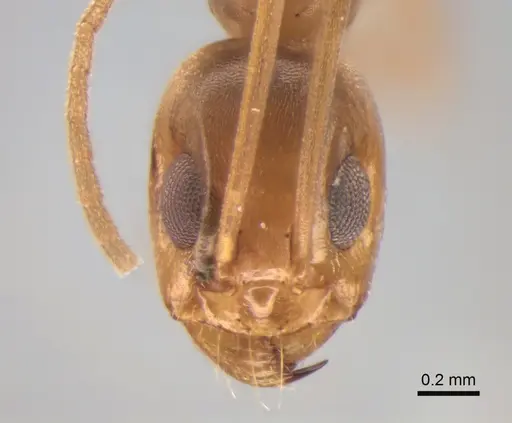 Dorymyrmex exsanguis specimen DZUP517940 image dzup517940_2