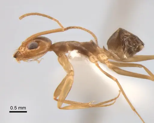 Dorymyrmex exsanguis specimen DZUP517940 image dzup517940_3