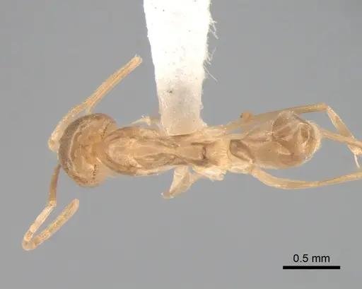 Dorymyrmex exsanguis specimen DZUP517948 image dzup517948_1
