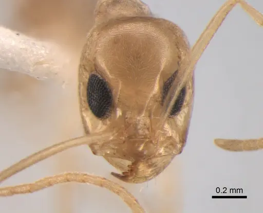 Dorymyrmex exsanguis specimen DZUP517948 image dzup517948_2