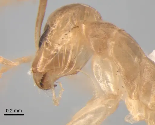 Dorymyrmex exsanguis specimen DZUP517948 image dzup517948_3
