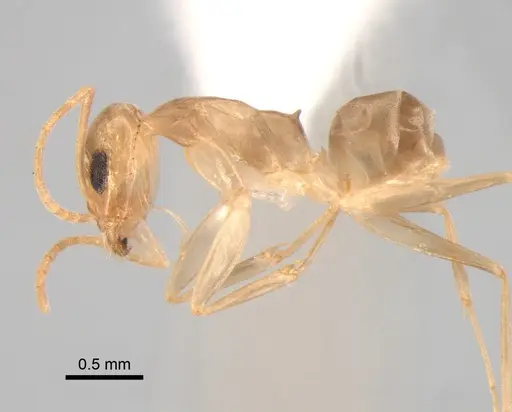 Dorymyrmex exsanguis specimen DZUP517948 image dzup517948_4