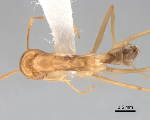 Dorymyrmex exsanguis specimen DZUP517949 image dzup517949_1