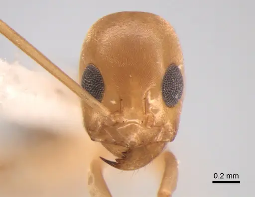 Dorymyrmex exsanguis specimen DZUP517949 image dzup517949_2