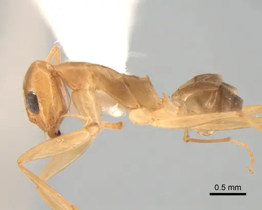 Dorymyrmex exsanguis specimen DZUP517949 image dzup517949_3