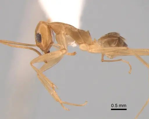 Dorymyrmex exsanguis specimen DZUP517949 image dzup517949_4
