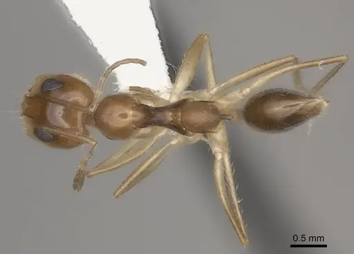Dorymyrmex flavescens specimen CASENT0217408 image casent0217408_1