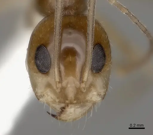 Dorymyrmex flavescens specimen CASENT0217408 image casent0217408_2