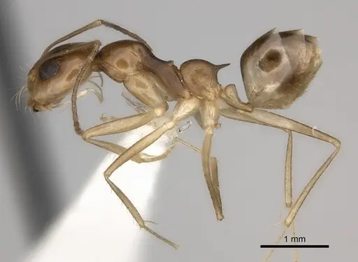 Dorymyrmex flavescens specimen CASENT0217408 image casent0217408_3