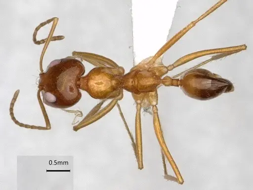 Dorymyrmex flavescens specimen CASENT0841496 image casent0841496_1