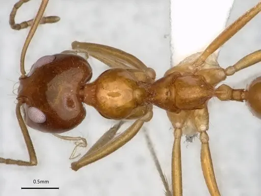 Dorymyrmex flavescens specimen CASENT0841496 image casent0841496_2